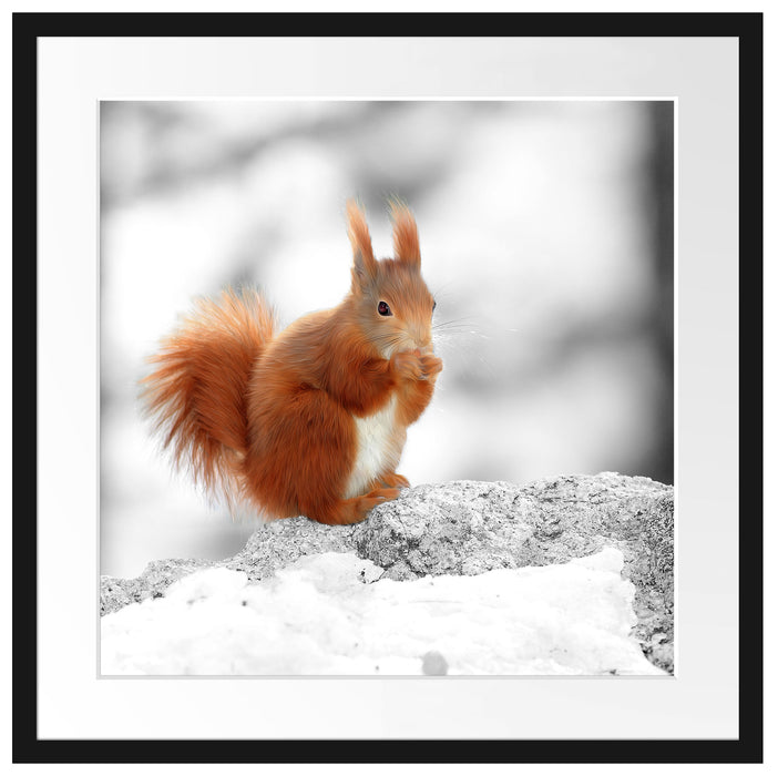 Eichhörnchen in verschneitem Wald Passepartout Quadratisch 55x55