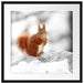Eichhörnchen in verschneitem Wald Passepartout Quadratisch 55x55