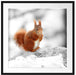 Eichhörnchen in verschneitem Wald Passepartout Quadratisch 70x70