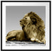 majestäischer Löwe auf Fels Passepartout Quadratisch 70x70