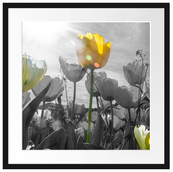 wunderschöne Tulpenwiese Passepartout Quadratisch 55x55