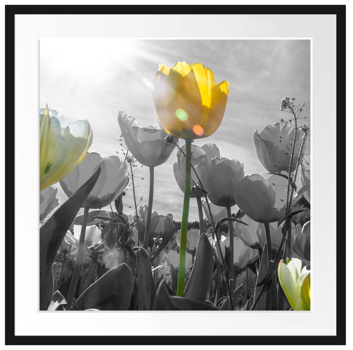 wunderschöne Tulpenwiese Passepartout Quadratisch 70x70