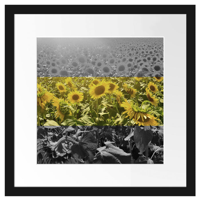 Wunderschönes Sonnenblumenfeld Passepartout Quadratisch 40x40