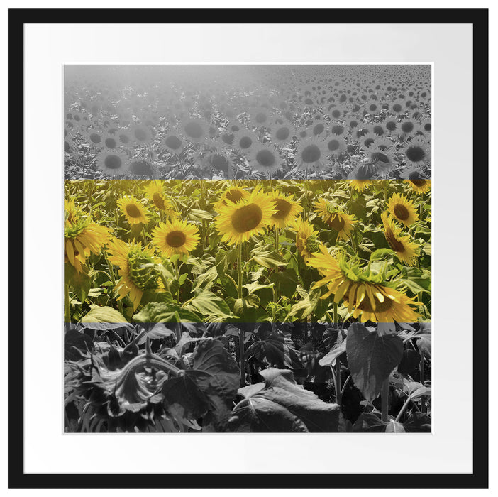 Wunderschönes Sonnenblumenfeld Passepartout Quadratisch 55x55