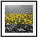 Wunderschönes Sonnenblumenfeld Passepartout Quadratisch 55x55