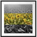 Wunderschönes Sonnenblumenfeld Passepartout Quadratisch 70x70