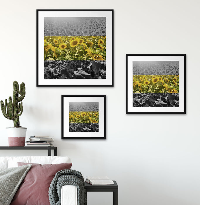 Wunderschönes Sonnenblumenfeld Quadratisch Passepartout Wohnzimmer