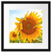 Sonnenblumenfeld SonnenblumeSonne Passepartout Quadratisch 40x40