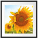 Sonnenblumenfeld SonnenblumeSonne Passepartout Quadratisch 55x55