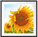 Sonnenblumenfeld SonnenblumeSonne Passepartout Quadratisch 70x70