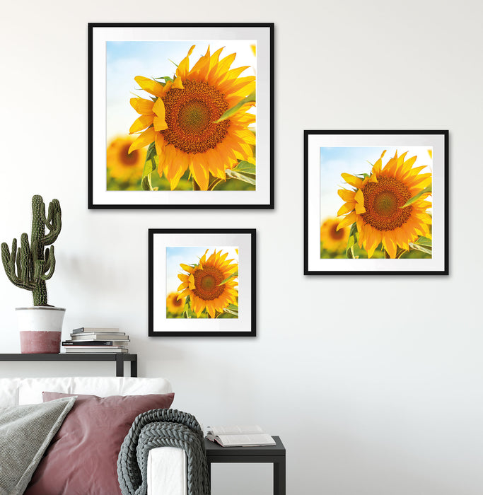 Sonnenblumenfeld SonnenblumeSonne Quadratisch Passepartout Wohnzimmer