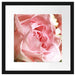 Rosa Rose Passepartout Quadratisch 40x40