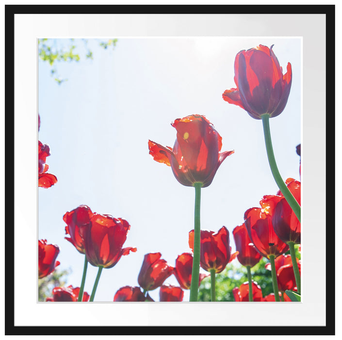 Tuplenfeld Passepartout Quadratisch 70x70