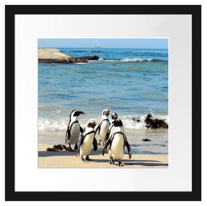 Pinguine am Strand Passepartout Quadratisch 40x40