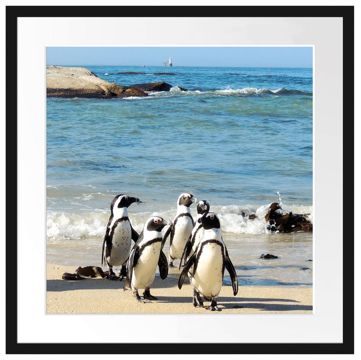 Pinguine am Strand Passepartout Quadratisch 55x55