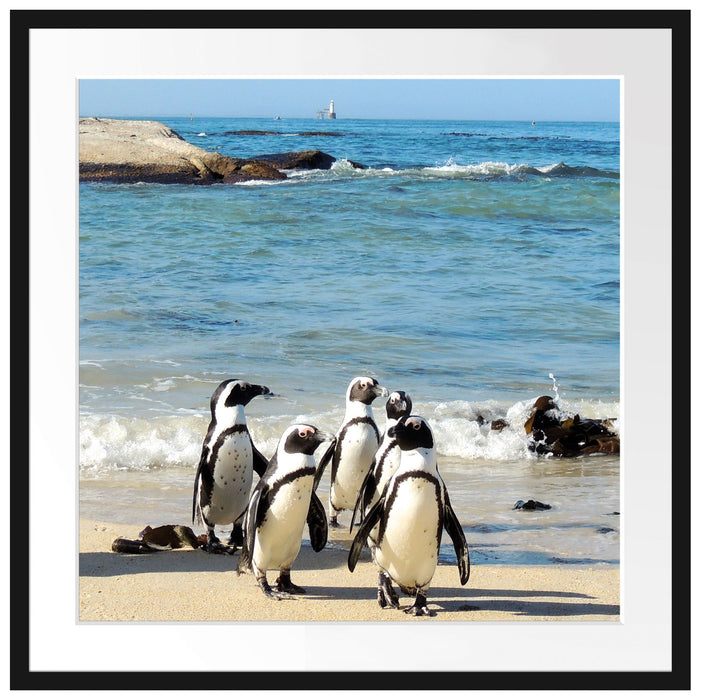 Pinguine am Strand Passepartout Quadratisch 70x70
