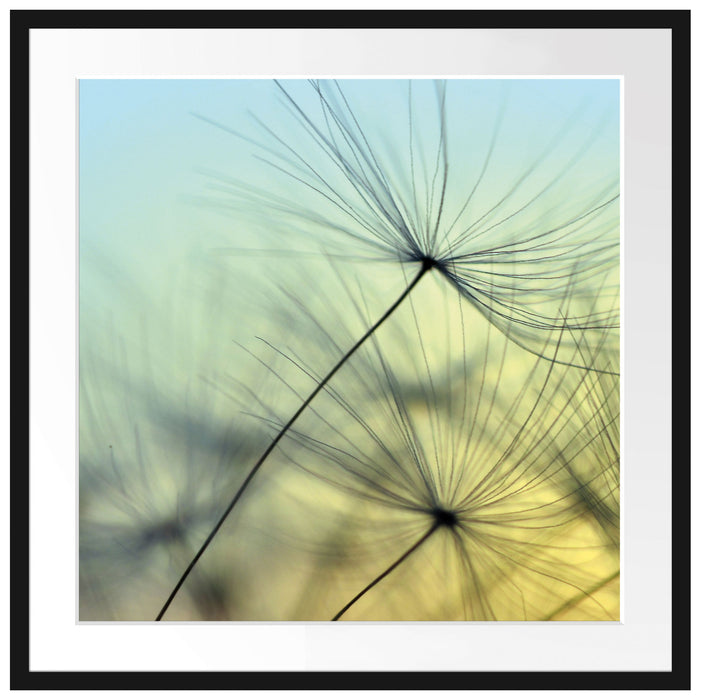 Pusteblumen mit Tautropfen Passepartout Quadratisch 70x70