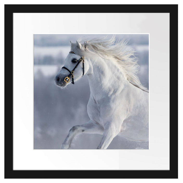 Weißes Pferd auf Schneewiese B&W Passepartout Quadratisch 40x40