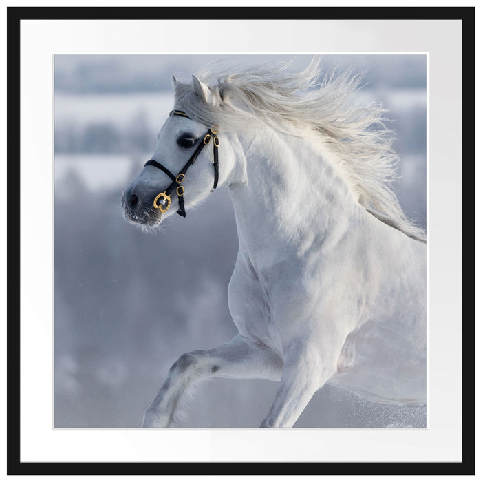 Weißes Pferd auf Schneewiese B&W Passepartout Quadratisch 70x70
