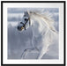 Weißes Pferd auf Schneewiese B&W Passepartout Quadratisch 70x70