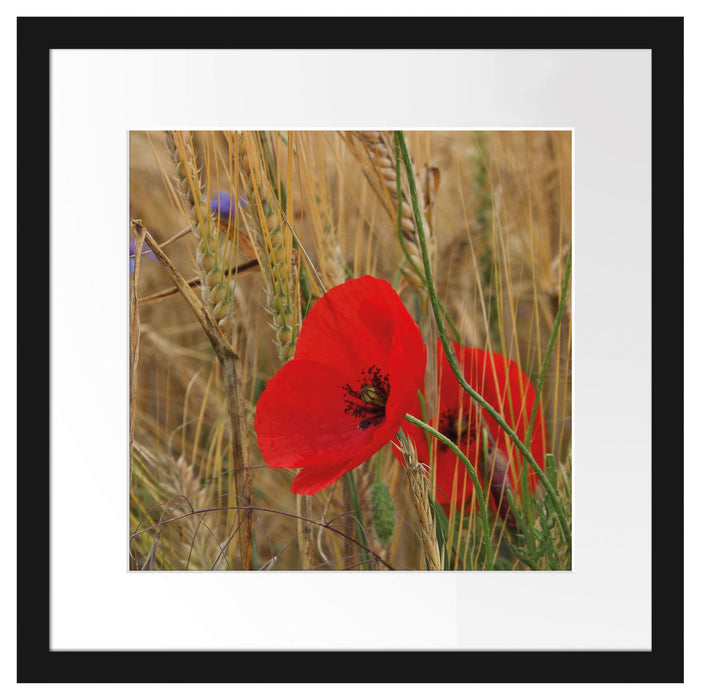 Mohnblumen im Getreidefeld B&W Passepartout Quadratisch 40x40
