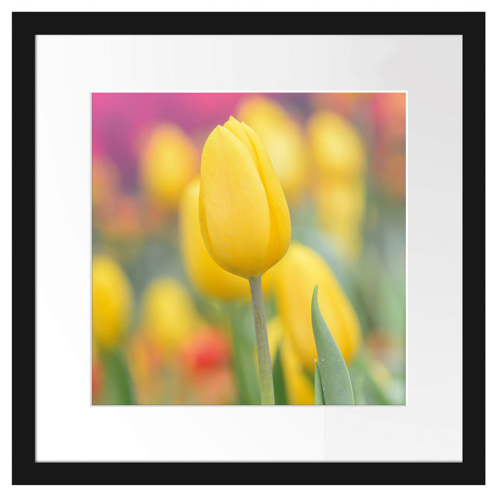Gelbe Tulpen im Frühling B&W Passepartout Quadratisch 40x40