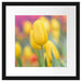 Gelbe Tulpen im Frühling B&W Passepartout Quadratisch 40x40