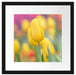 Gelbe Tulpen im Frühling B&W Passepartout Quadratisch 40x40