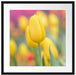 Gelbe Tulpen im Frühling B&W Passepartout Quadratisch 55x55