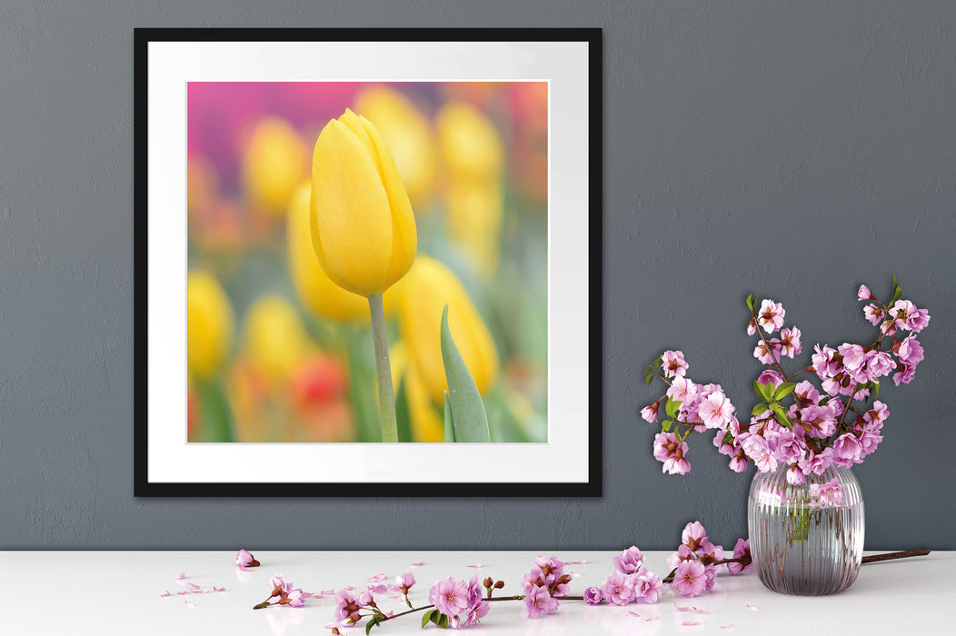 Gelbe Tulpen im Frühling B&W Quadratisch Passepartout Dekovorschlag