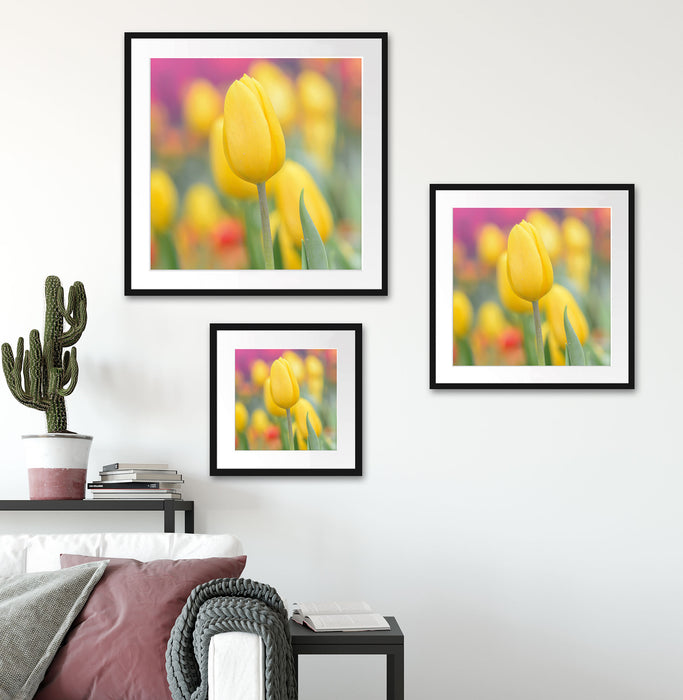 Gelbe Tulpen im Frühling B&W Quadratisch Passepartout Wohnzimmer
