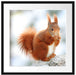 Eichhörnchen im Schnee Passepartout Quadratisch 55x55
