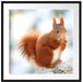 Eichhörnchen im Schnee Passepartout Quadratisch 70x70