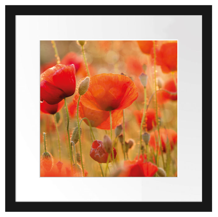 Mohnwiese B&W Passepartout Quadratisch 40x40