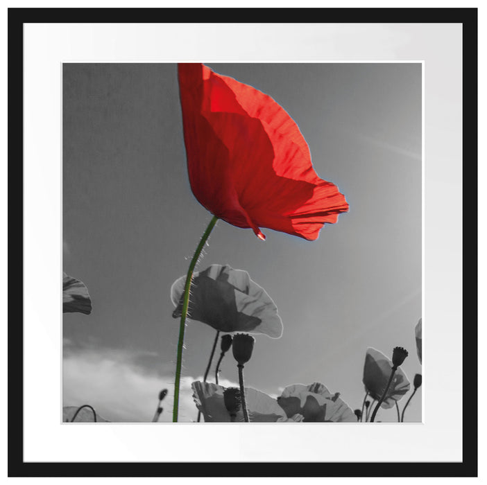 Mohnblüten auf Wiese Passepartout Quadratisch 55x55