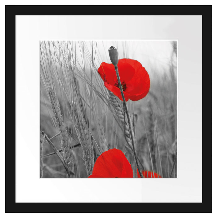 Mohnblüten Passepartout Quadratisch 40x40