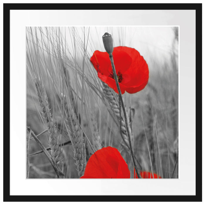 Mohnblüten Passepartout Quadratisch 55x55