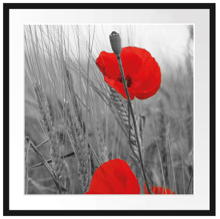 Mohnblüten Passepartout Quadratisch 70x70