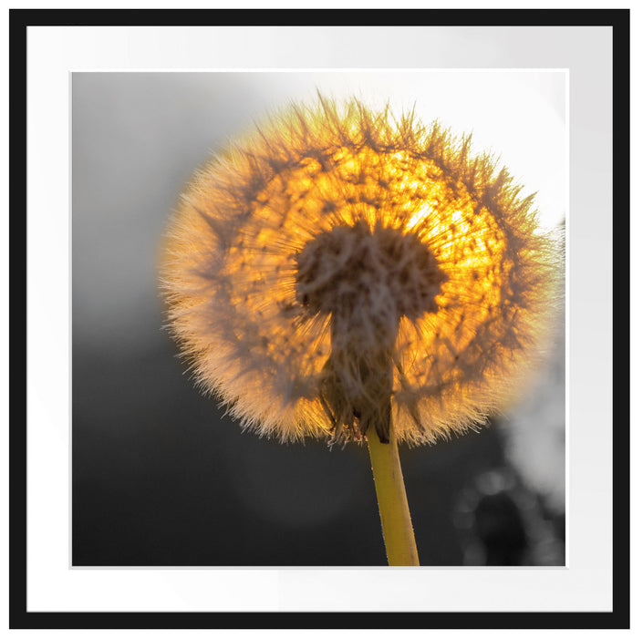 Pusteblume Passepartout Quadratisch 70x70
