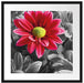 wunderschöner Chrysanthemen Strauß Passepartout Quadratisch 55x55