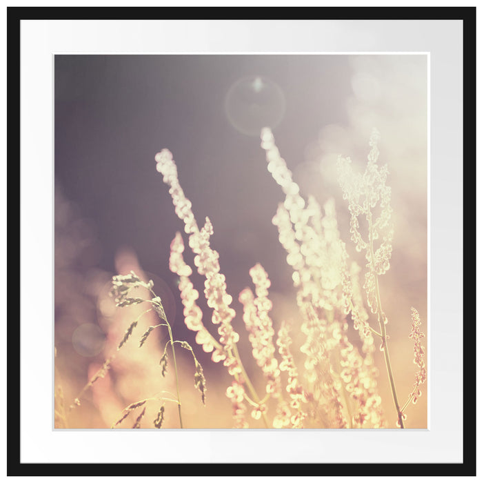 Gräser bei abendlicher Dämmerung Passepartout Quadratisch 70x70