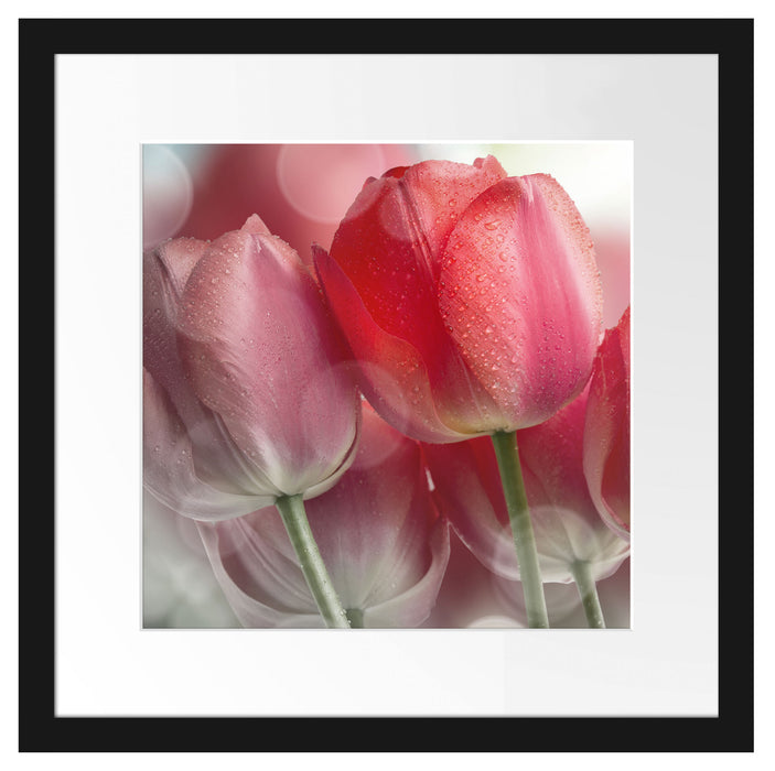 Wunderschöne Tulpen Passepartout Quadratisch 40x40