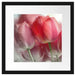 Wunderschöne Tulpen Passepartout Quadratisch 40x40