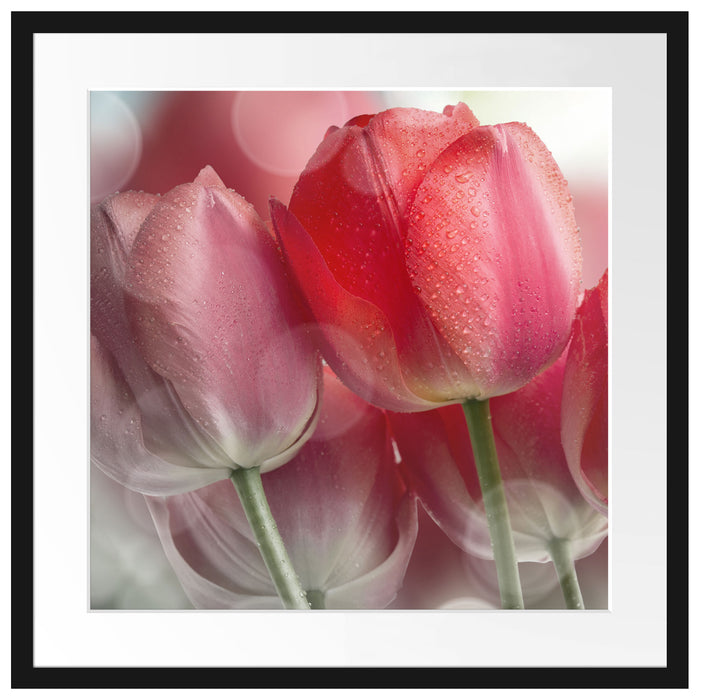Wunderschöne Tulpen Passepartout Quadratisch 55x55