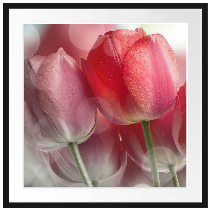 Wunderschöne Tulpen Passepartout Quadratisch 70x70