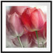 Wunderschöne Tulpen Passepartout Quadratisch 70x70