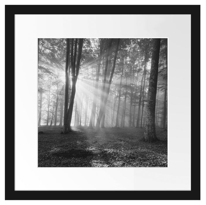Wald mit Sonnenstrahlen Passepartout Quadratisch 40x40
