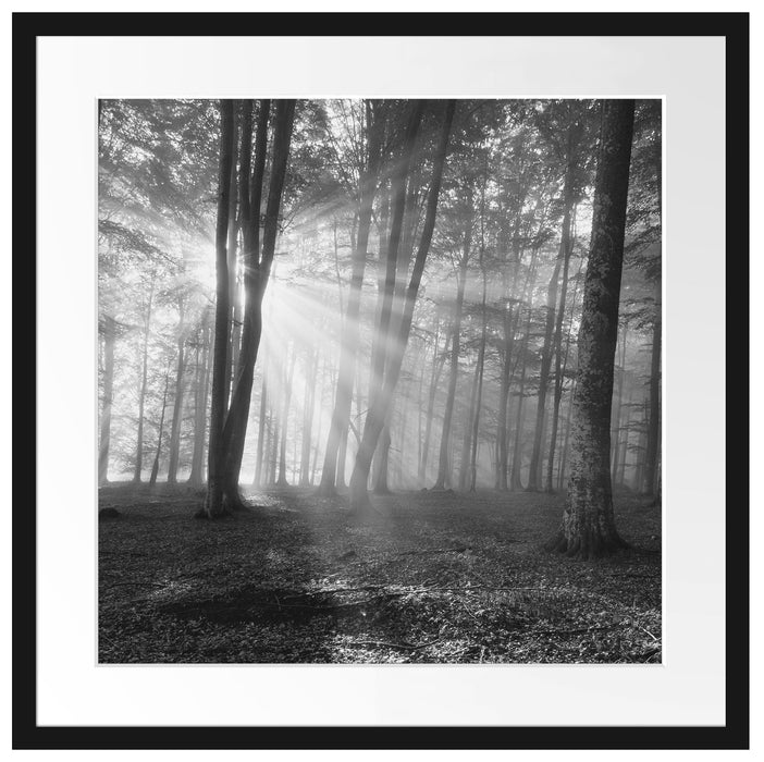 Wald mit Sonnenstrahlen Passepartout Quadratisch 55x55