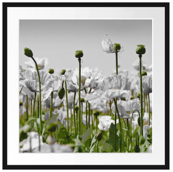 Blumenwiese Mohnblumen Passepartout Quadratisch 70x70