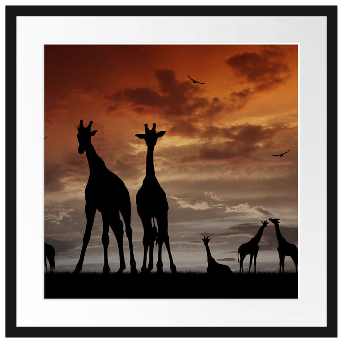 Afrika Giraffen im Sonnenuntergang Passepartout Quadratisch 55x55